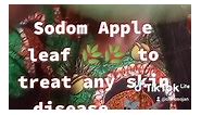 Sodom Apple leaf to... - Green Nature Herbal Healing center