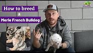 How to Breed Merle French Bulldog or Frenchton Puppies - All You Need to Know