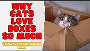Why Cats Love Boxes so Much - 7 Reasons Why Cats Obsessed with Boxes
