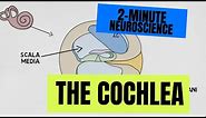 2-Minute Neuroscience: The Cochlea