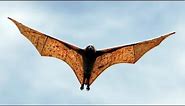 The Biggest Bat Of The Planet