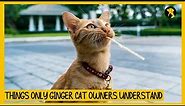 8 Things Only Orange Tabby (Ginger) Cat Owners Understand