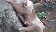 A sloth climbing a tall tree in Costa Rica