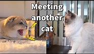 Scottish Fold kitten meets a 5 yrs old Ragdoll cat first time | cute kitten hissing another cat
