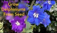 How to Grow Delphinium Flowers From Seed - From Planting Seed to Flowering Delphinium Plant