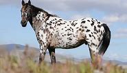 Amazing Horse - Appaloosa Horses