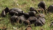 Backyard Animal Poop Identification: A Complete Guide for 2024