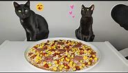 Cats eating Pizza ASMR