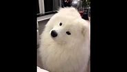 Samoyed keeps shaking his head with silly face