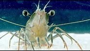 Facts: The Giant Tiger Shrimp
