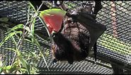 Fruit Bats at the Oakland Zoo (3 of 4)
