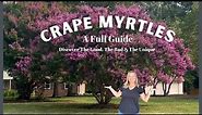 Crape Myrtles: All The Details, Characteristics & Charm Of These Gorgeous Trees | The Southern Daisy