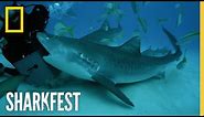 Tiger Sharks' Superpowered Jaws | SharkFest | National Geographic