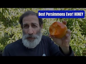 The Truth About Store-Bought Persimmons (Costco vs Publix vs Farm Direct)