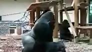 #gorilla #meeting #zoo #business #animals #friends #nature #travel #monkey #work #love #photography #event #wildlife #usa #fitness #newyork #bronxzoo #happy #art #losangeles #gorillas