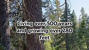The Tallest Pine Trees in the World