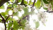 Blossoming Apple Tree, The Sun Through The Flowers