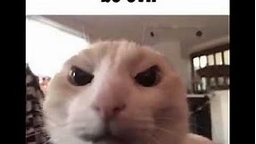 Be evil cat meme