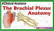 The Brachial Plexus Anatomy USMLE: Roots, Trunks, Divisions, Cords, Branches, Clinical anatomy