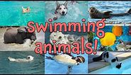 Animals That Swim! Learning Names of Animals Who Can Swim for Kids