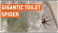 Giant Spider In Toilet | NOPEVILLE