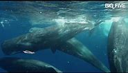 BIG FIVE Iconic Animals in the Atlantic Ocean