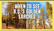 When is the Best Time to See the Famous Golden Larches in B.C.?