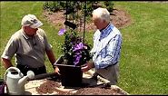 How to Grow Clematis in Containers//Tips from world authority on clematis, Raymond Evison!