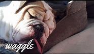 Resting Derp Face | Funny Pet Compilation