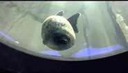 Ringed seal smiling at tourists at Osaka Aquarium Kaiyukan in Japan