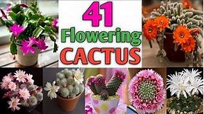41 Flowering Cactus Plant varieties | Cactus types with flowers | Plant and Planting