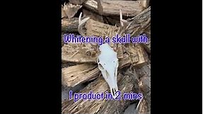 'How to whiten a deer skull with 1 product in 2 minutes