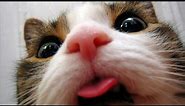 Funny cats showing tongues – Funny cats compilation