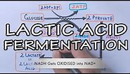Lactic Acid Fermentation | Detailed