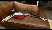 Great Dane puppy loves to snooze on the couch