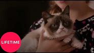 Grumpy Cat's Worst Christmas Ever | Lifetime
