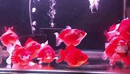 pearl scale Gold fish max size iPhone 6... - YOKO JP Aquarium