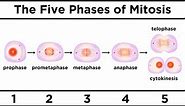 Mitosis: How One Cell Becomes Two