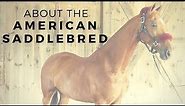 About the American Saddlebred