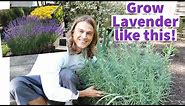 LAVENDER - How to Plant Lavender & Grow Bushy Plants with lots of Flowers