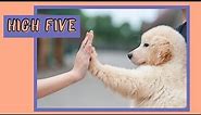 How to Teach a Dog to Do High Five | Fun and Easy Dog Tricks