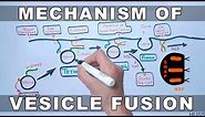 Mechanism of Vesicle Docking and Fusion