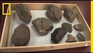 Oldest Known Stone Tools Discovered: 3.3 Million Years Old | National Geographic