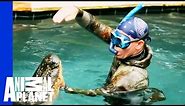 An Unwelcome, 10 Foot Long Pool Guest | Gator Boys