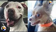 Shelter Dogs React to Being ADOPTED | The Dodo