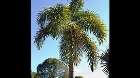 How to Grow a Foxtail Palm - It's EASY