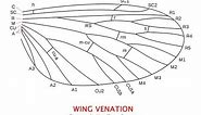 Basic Insect Wing Venation Explained