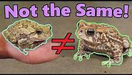 Frogs and Toads: What's the Difference?