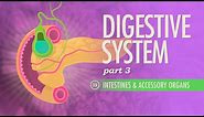 Digestive System, Part 3: Crash Course Anatomy & Physiology #35