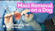 Dog Skin Mass Removal | A first person point of view of the surgical procedure